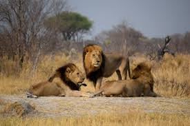 Savuti: 3 Day Mobile Safari with Safari River Cruise in Chobe River 2