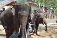 2 Days 1 Night Pai + Elephant Sanctuary Private Tour 9