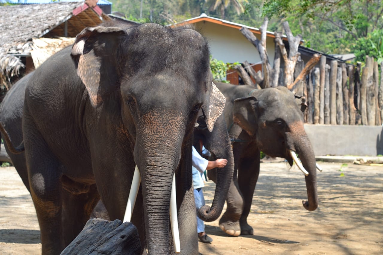 2 Days 1 Night Pai + Elephant Sanctuary Private Tour 9