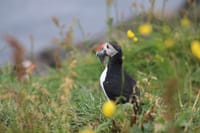 Reykjavík Premium Puffin Tour 10