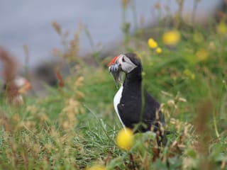 Reykjavík Premium Puffin Watching, photo 11