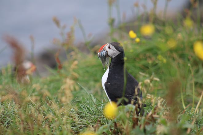 Reykjavík Premium Puffin Watching 10