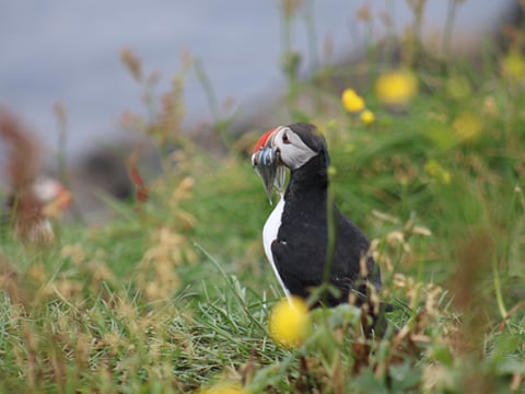 Reykjavík Premium Puffin Watching, photo 11
