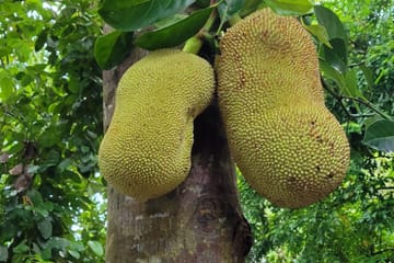 Stone Town and Spice Market Tour in Zanzibar