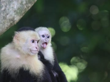 Cute baby and mommy white faced monkey