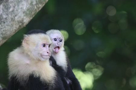 Manuel Antonio National Park Wildlife & Beach Adventure Tour