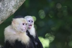 Manuel Antonio National Park Guided Tour