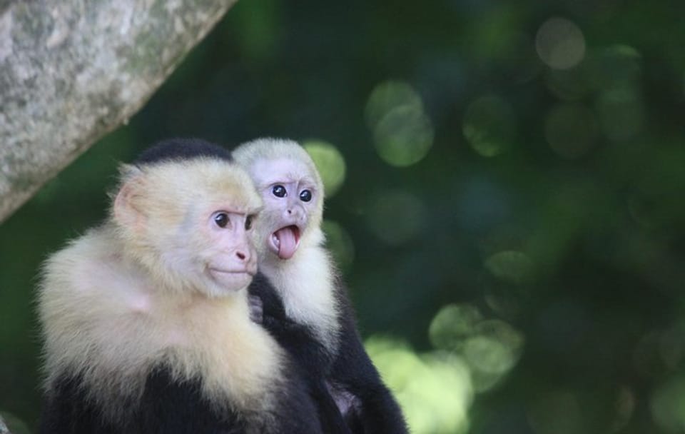 Guided Nature Walk in Manuel Antonio National Park