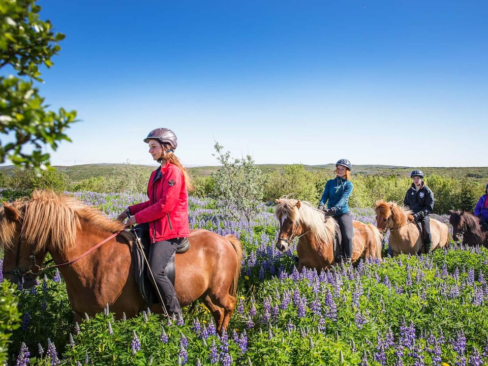 Private Horseback Riding Tour — Íshestar Riding Tours