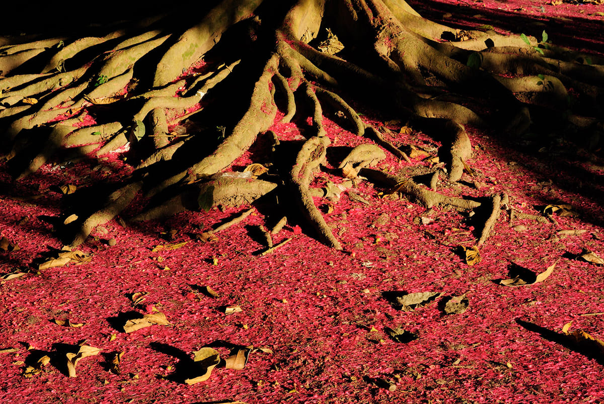 Puc-04 : El Pongo Curimana – Nature’s Gateway