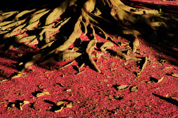 Explore Yarinococha Lake and Pink Dolphins in Pucallpa