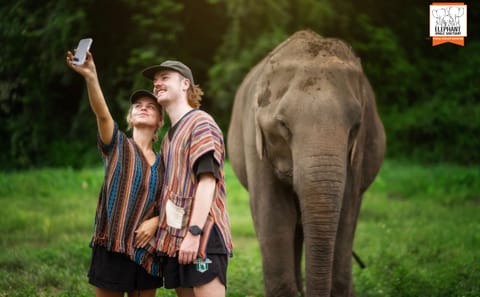 Chiang Mai Elephant Jungle Sanctuary Ethical Wildlife Tour