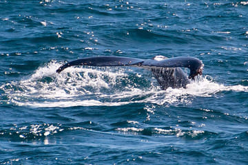 Whale Watching Adventure from Colombo to Mirissa, Sri Lanka