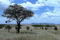 4 days,3 nights group joining lodge safari to Serengeti ,Ngorongoro and Manyara 9