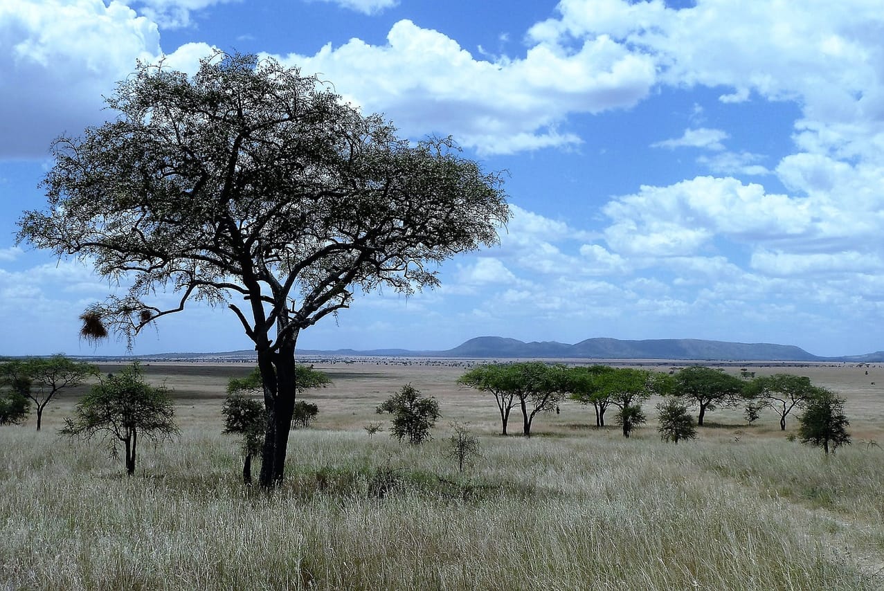 4 days,3 nights group joining lodge safari to Serengeti ,Ngorongoro and Manyara 9