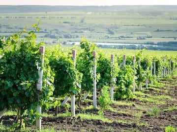 Moldova Wine Tasting Tour at Château Purcari Winery