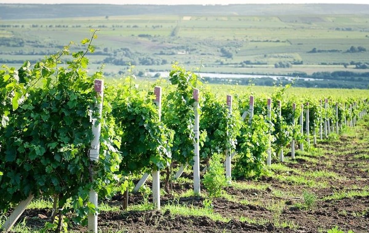 Moldova : WINE tasting Tour to Winery Château Purcari