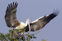 Prek Toal Birds Sanctuary & floating Village Private Tours from Siem Reap 1