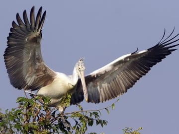 Kayaking and Nature Photography Tour at Prek Toal, Siem Reap