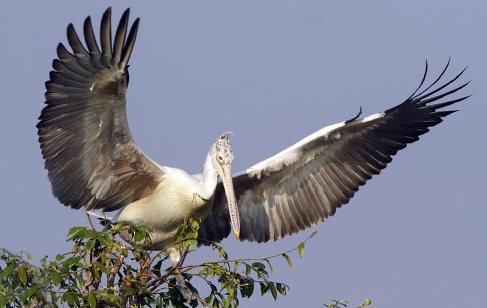 Kayaking and Nature Photography Tour at Prek Toal, Siem Reap
