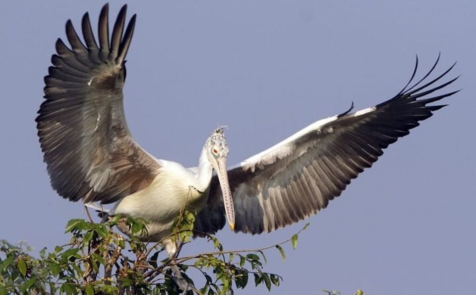 Kayaking and Nature Photography Tour at Prek Toal, Siem Reap