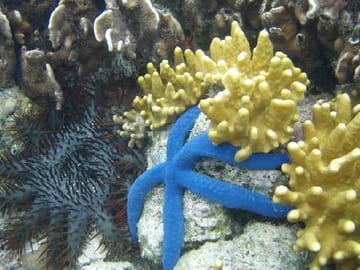 Wildlife Encounter and Snorkeling Tour in Coxen Hole, Honduras