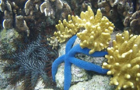 Monkeys Sloth plus snorkeling in Roatan