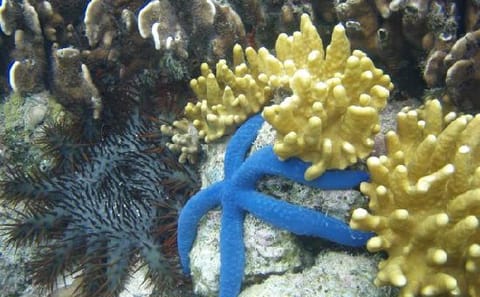 Wildlife Encounter and Snorkeling Tour in Coxen Hole, Honduras