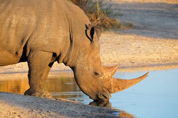 Self-Drive Safari Adventure in Kruger National Park