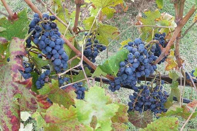 Florence–Siena Luxury Transfer via Chianti Wine Country - Photo 2