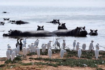 Day Tour of Lake Nakuru Park with Optional Boat Ride