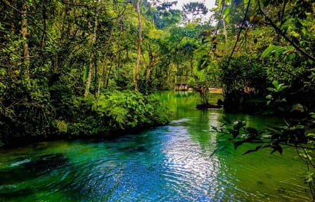 Wildlife Tour of Alto Mayo Reserve in Tarapoto, Peru