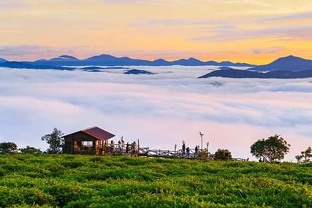 Cloud Hunting: Discover Dalat's Scenic Tea Hills and Wine Factory