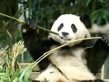 Panda Volunteer Experience at Dujiangyan from Chengdu