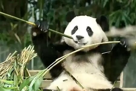 Exclusive Panda Volunteer Experience in Dujiangyan