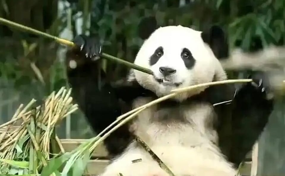 Panda Volunteer Experience at Dujiangyan from Chengdu