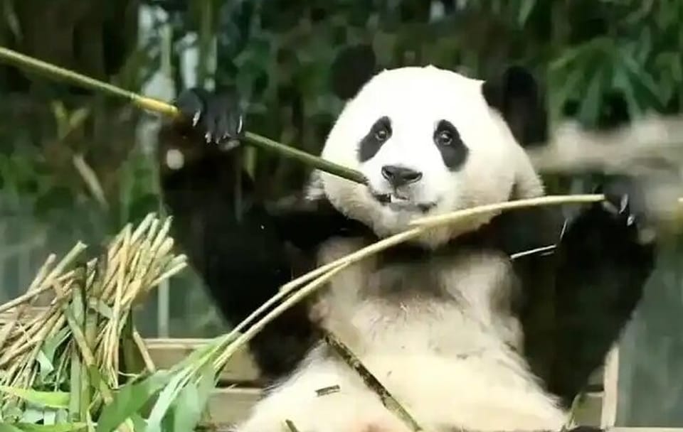 Panda Volunteer Experience at Dujiangyan from Chengdu