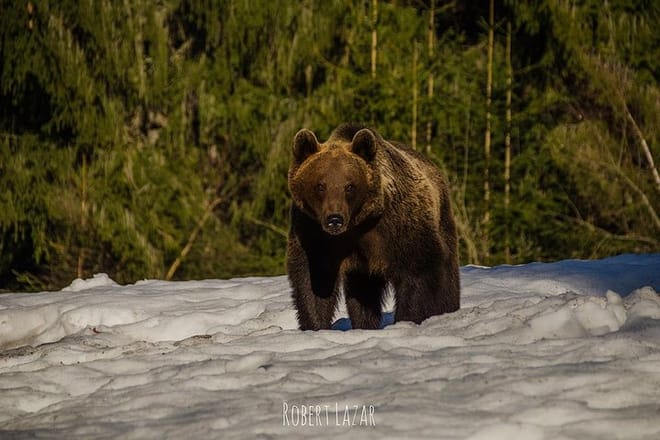 Bear watching in the Land of Volcanoes photo 6