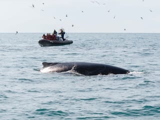 Reykjavík Premium Whale Watching, photo 13