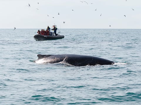Reykjavík Premium Whale Watching, photo 13
