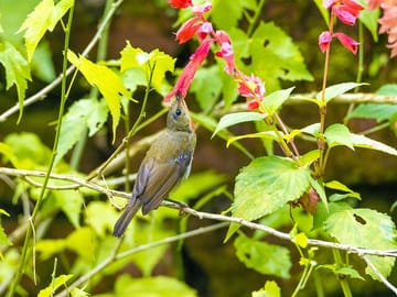 Birds in Shivapuri Nagarjun National Park