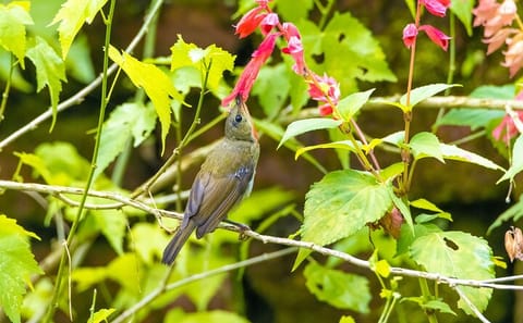 Shivapuri National Park Hiking Tour from Kathmandu