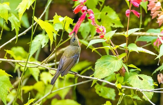 Shivapuri Hiking Tour from Kathmandu