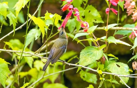 Shivapuri National Park Hiking Tour from Kathmandu