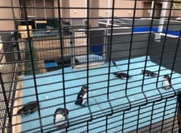 Meet adorable penguins at the SANCOBB Rehabilitation Center, witnessing vital conservation in action.