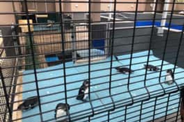 Meet adorable penguins at the SANCOBB Rehabilitation Center, witnessing vital conservation in action.