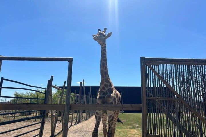 Giraffe Encounter and Lion Park with Wine Tasting in Stellenbosch