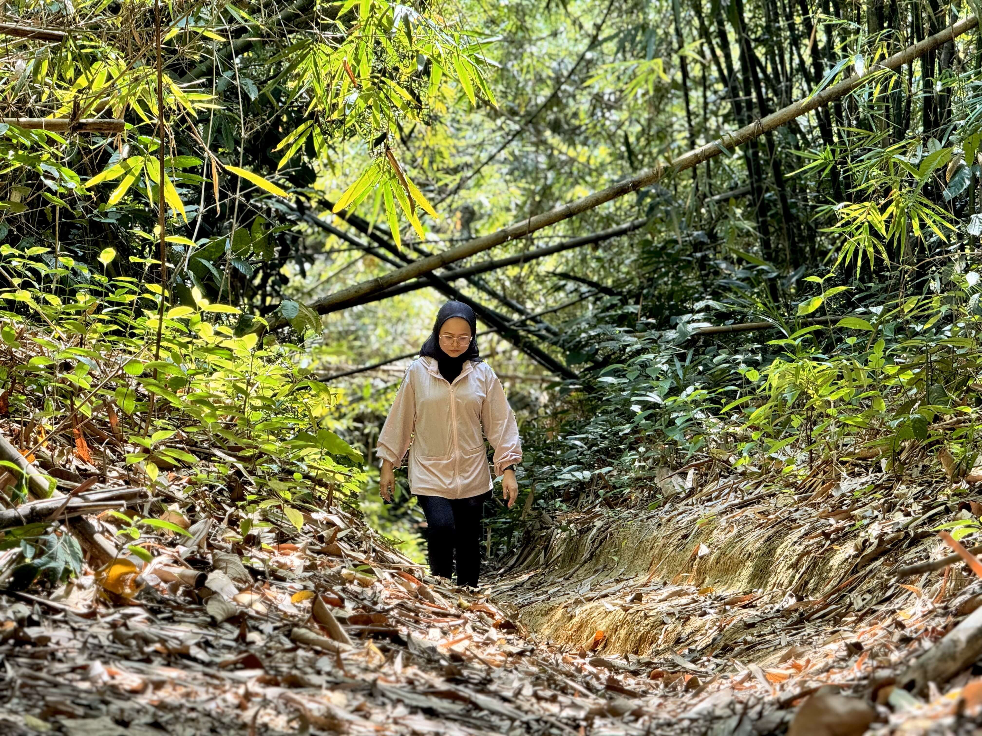 A hiker walks down a leaf strewn sunken path through a dense, green bamboo forest in Malaysia.Represents a JomHiking forest trail experience