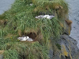 Snæfellsnes Peninsula Private Guided Tour, photo 6