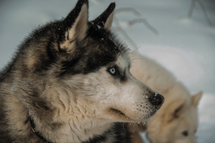 Day With the Huskies - Train and walk with our dogs 3